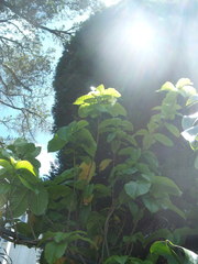 Beaumontia grandiflora
