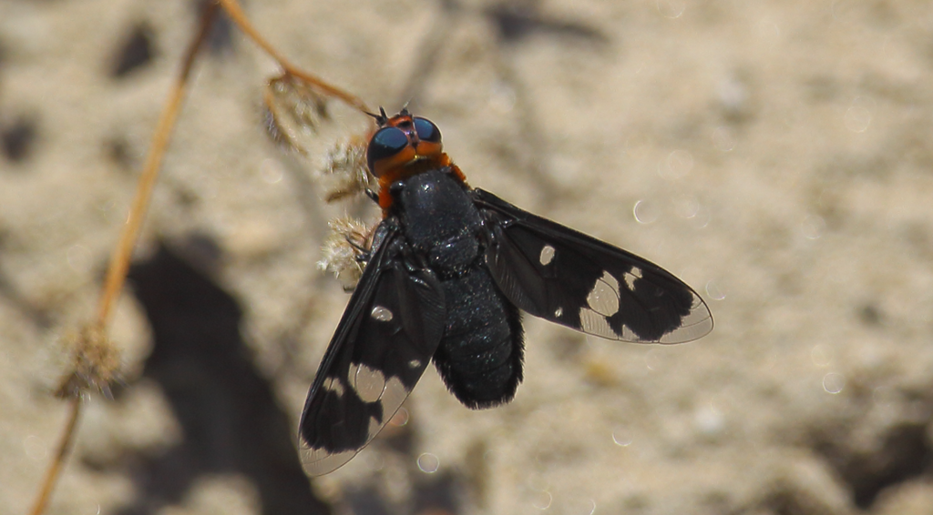 Hyperalonia chilensis
