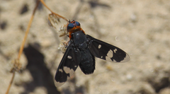 Hyperalonia chilensis