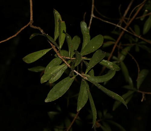 Symplocos harroldii (Symplocos harroldii)