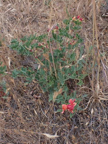 Image of Acmispon grandiflorus by (c) Madeleine Claire, some rights reserved (CC BY)