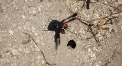 Hyperalonia chilensis