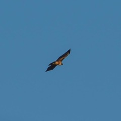 Buteo jamaicensis