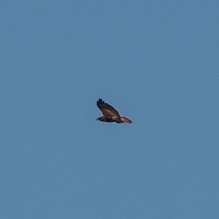 Buteo jamaicensis
