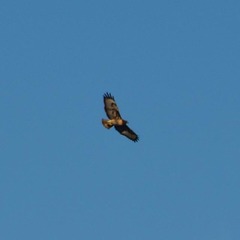 Buteo jamaicensis