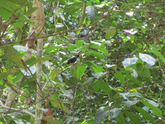 Chiroxiphia pareola
