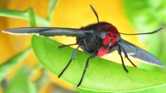 Pyrrhopyge charybdis