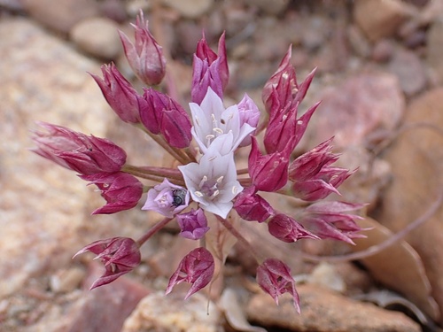 Image of Allium parryi by (c) Madeleine Claire, some rights reserved (CC BY)
