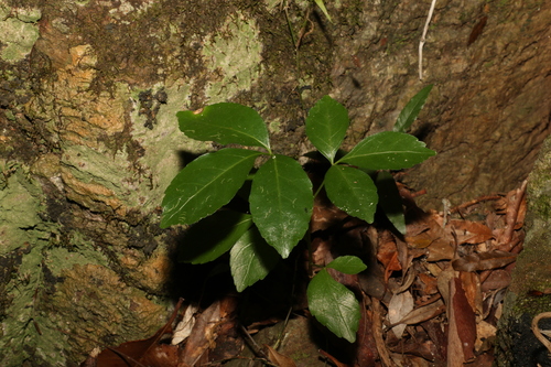 Heptapleurum actinophyllum