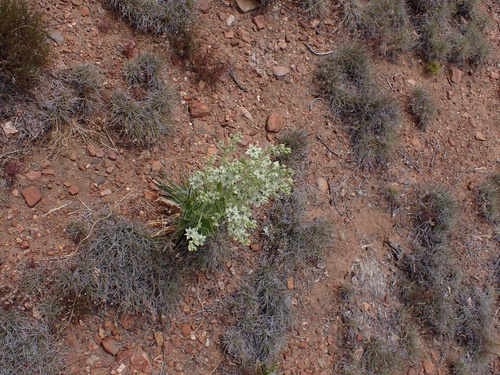 Image of Frasera parryi by (c) Madeleine Claire, some rights reserved (CC BY)