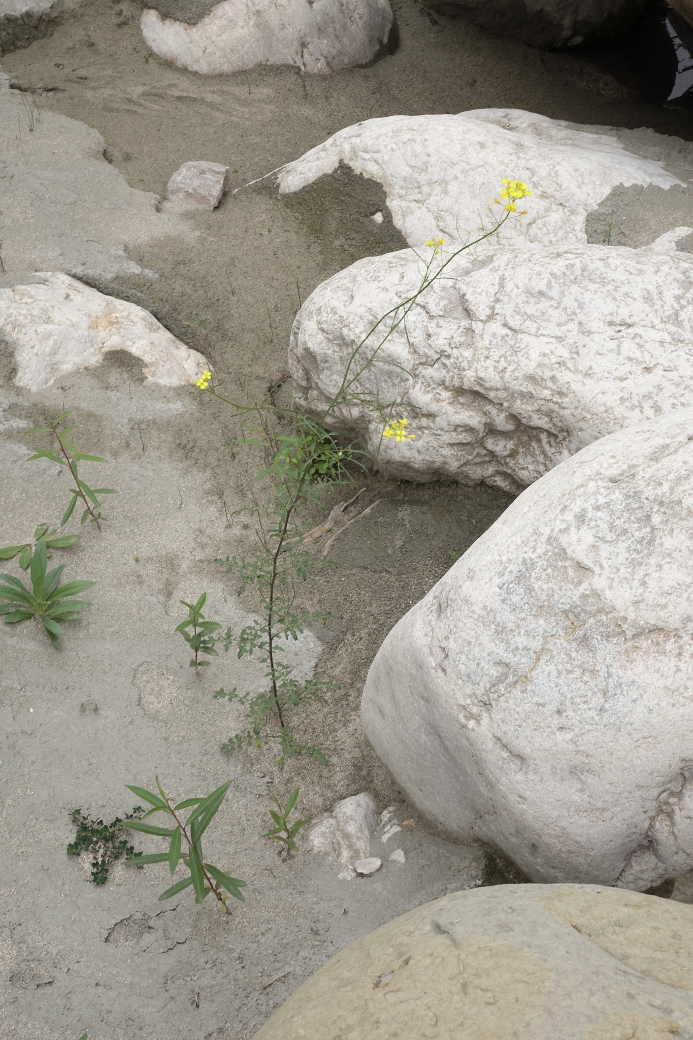 lösel-rauke, small tumbleweed mustard