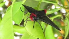 Pyrrhopyge charybdis