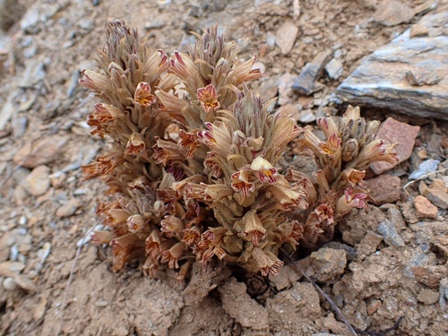 Image of Aphyllon parishii by (c) Madeleine Claire, some rights reserved (CC BY)