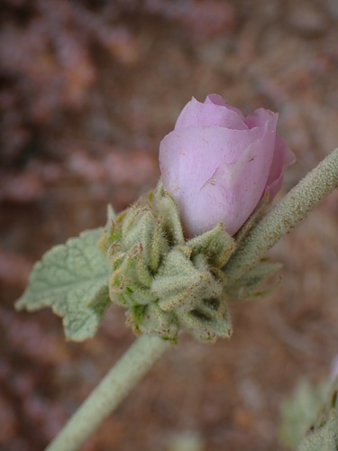 Image of Malacothamnus enigmaticus by (c) Madeleine Claire, some rights reserved (CC BY)