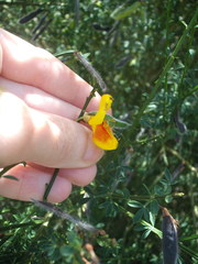 Cytisus scoparius andreanus