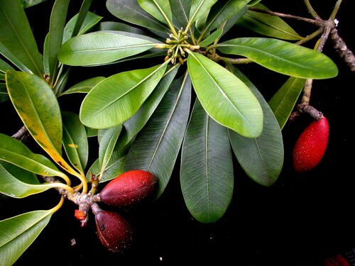 Pteralyxia kauaiensis