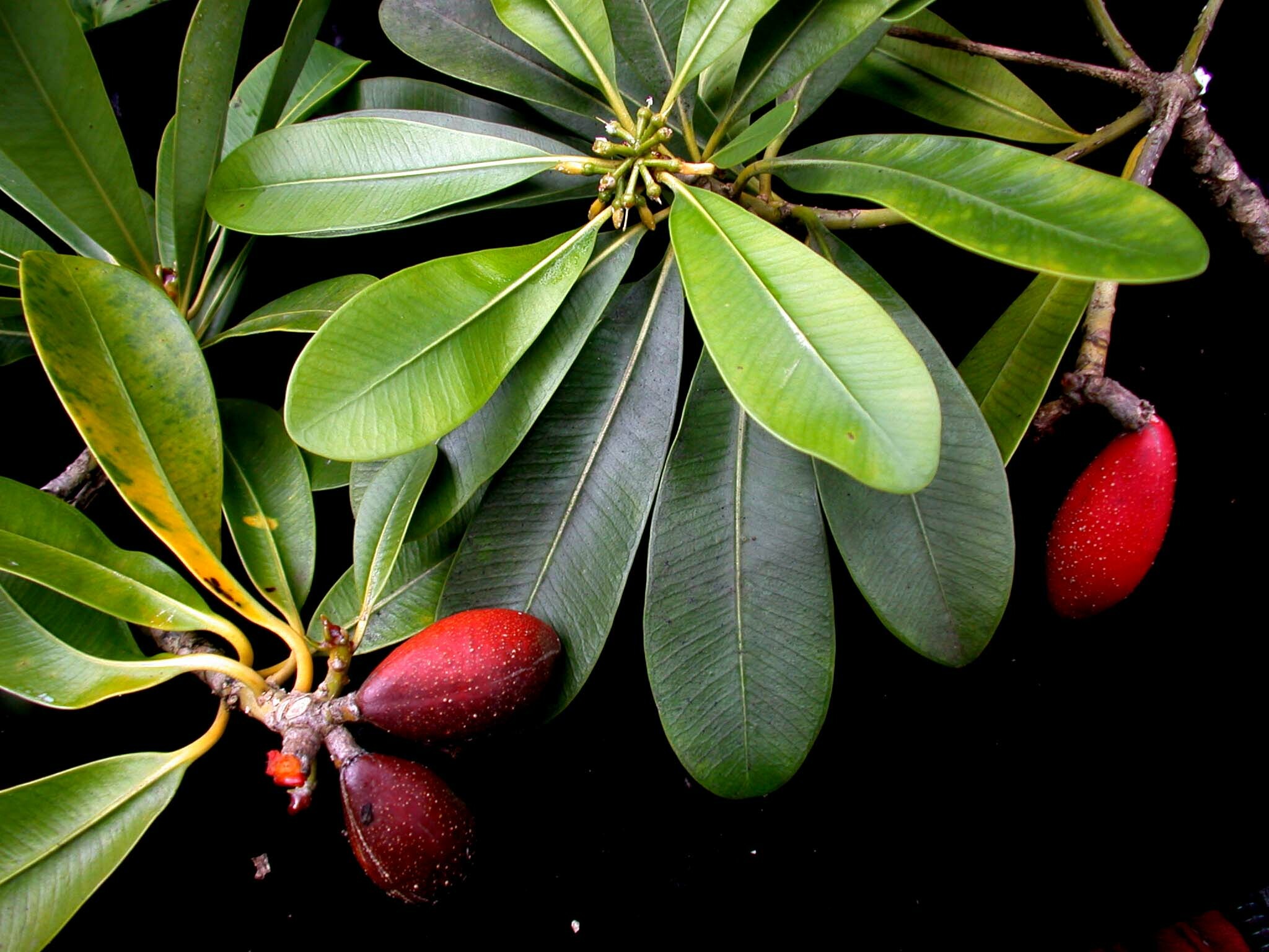 Pteralyxia kauaiensis