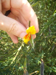 Cytisus scoparius andreanus