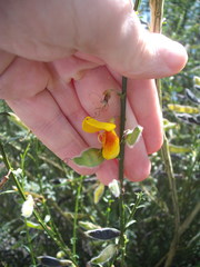 Cytisus scoparius andreanus