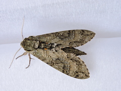 Manduca paphus