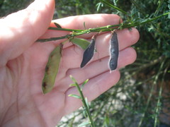 Cytisus scoparius andreanus