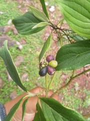Cornus disciflora