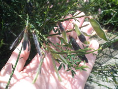 Cytisus scoparius andreanus