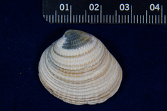 Chione undatella