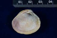 Chione undatella