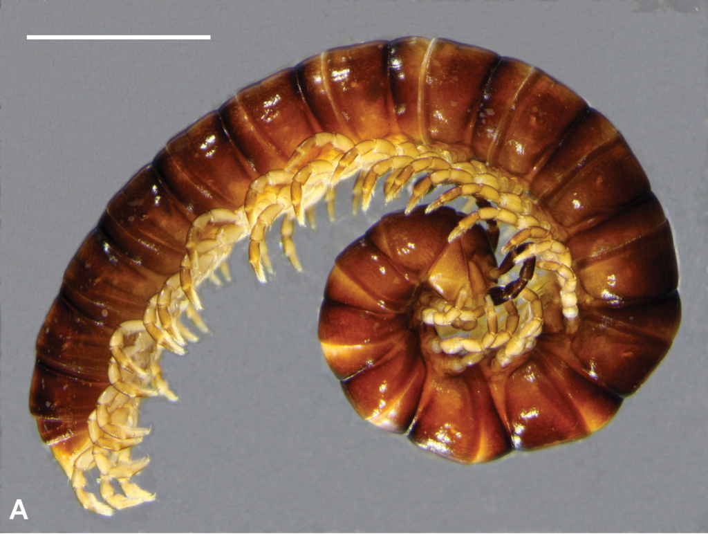 Taxidiotisoma
