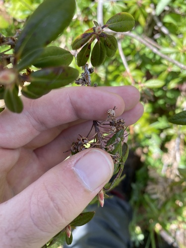western Labrador tea (Ledum glandulosum)