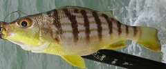 Conodon nobilis