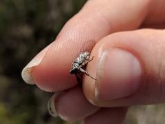Drymopsalta daemeli