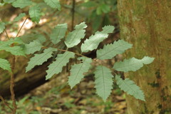 Cupaniopsis flagelliformis