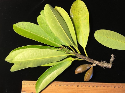 Pteralyxia kauaiensis observed 2022-12-23