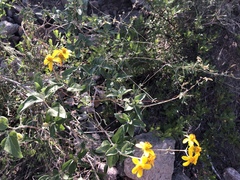 Bahiopsis chenopodina