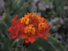 Epidendrum fulgens