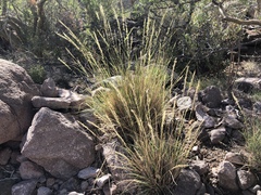 Bouteloua reflexa