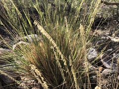 Bouteloua reflexa