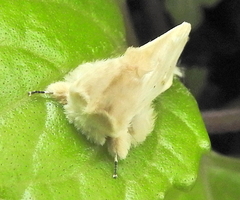 Naroma varipes
