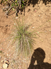 Nassella lepida