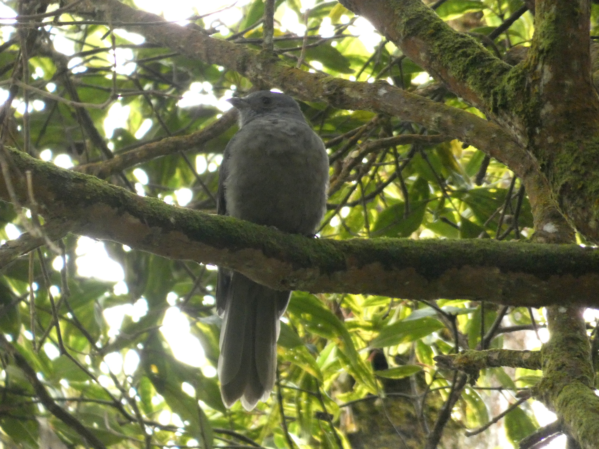 Dusky Piha (Lipaugus fuscocinereus), photo 10