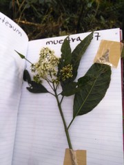 Critoniadelphus nubigenus