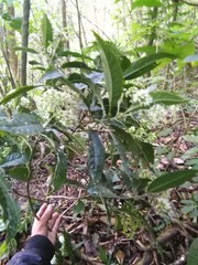 Critoniadelphus nubigenus