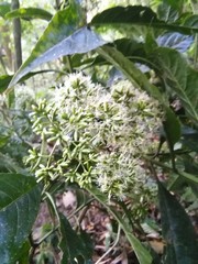 Critoniadelphus nubigenus