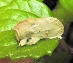 Naroma varipes