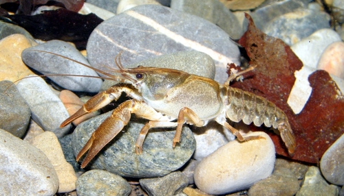 Italian White-clawed Crayfish