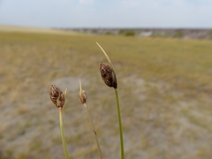 Amphiscirpus nevadensis