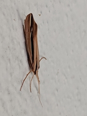 Psychoglypha