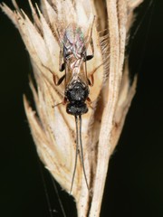 Cheloninae